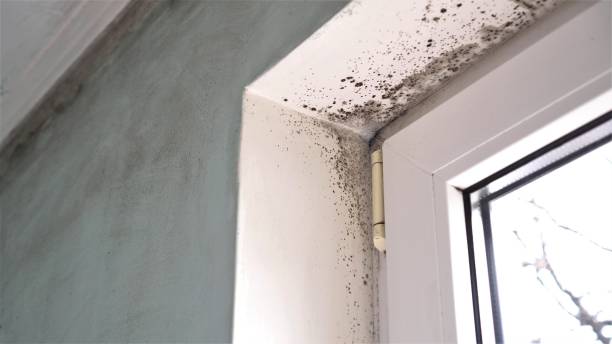 Best Office Mold Removal Services  in Ganado, TX