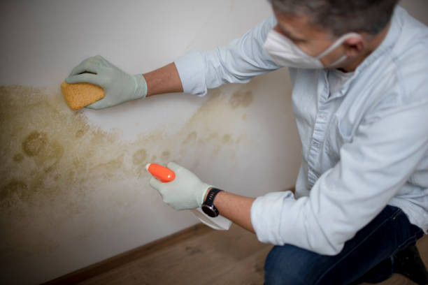 Best Affordable Mold Removal  in Ganado, TX