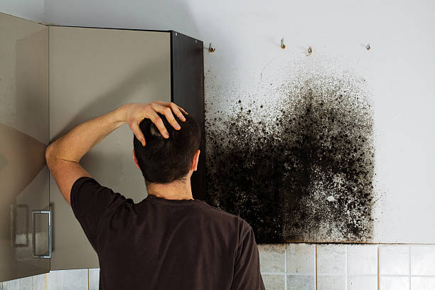 Best Same-Day Mold Removal  in Ganado, TX